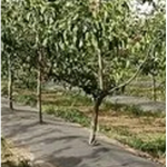 Orchard spraying