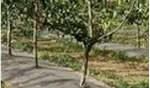Orchard spraying