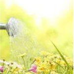 Watering and fertilizing flowers