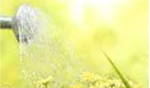 Watering and fertilizing flowers